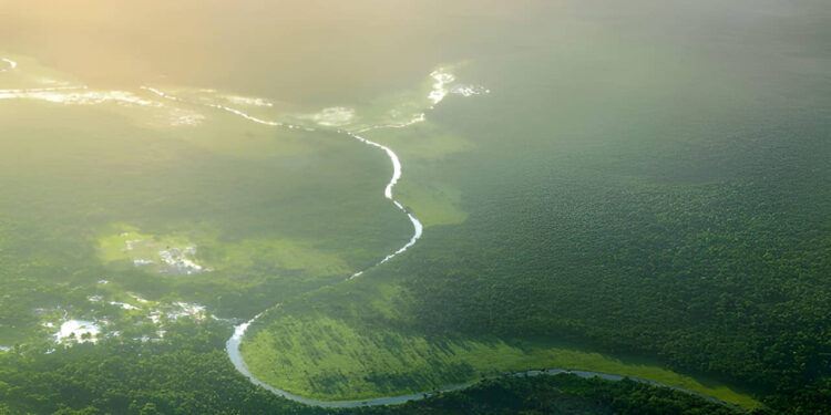 Amazon Triumph: Brazil’s Deforestation Drops to a Decade Low