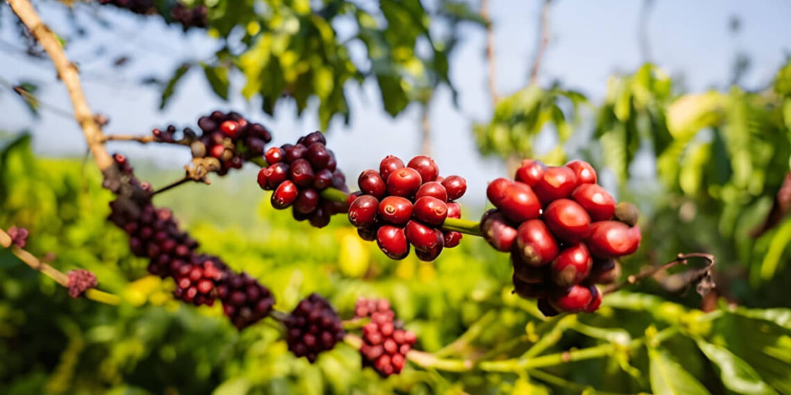 India’s Coffee Exports Surge 40% to a Record $1.8 Billion in 2025