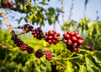 India’s Coffee Exports Surge 40% to a Record $1.8 Billion in 2025